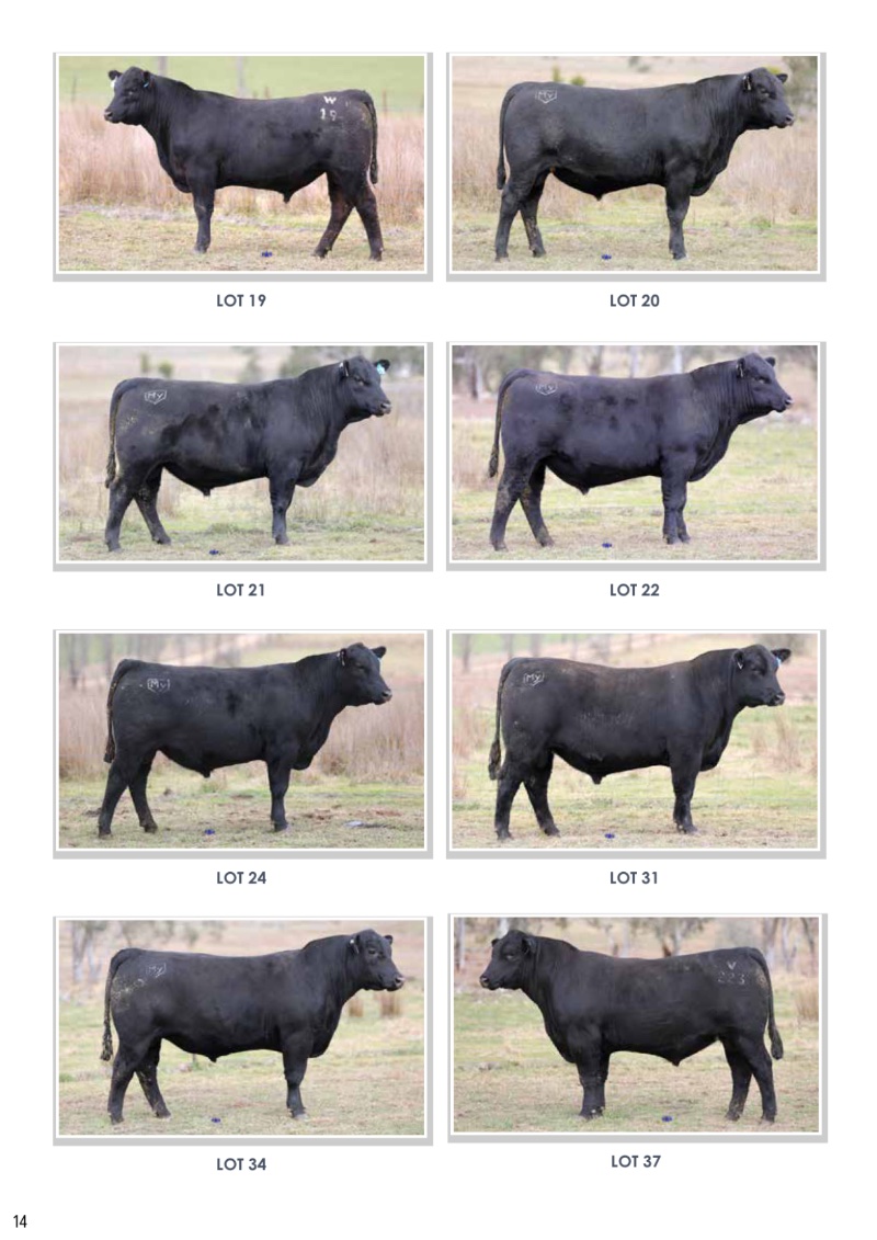 MyangaAngusBullSaleCatalogue_2026_20260717 — page 16