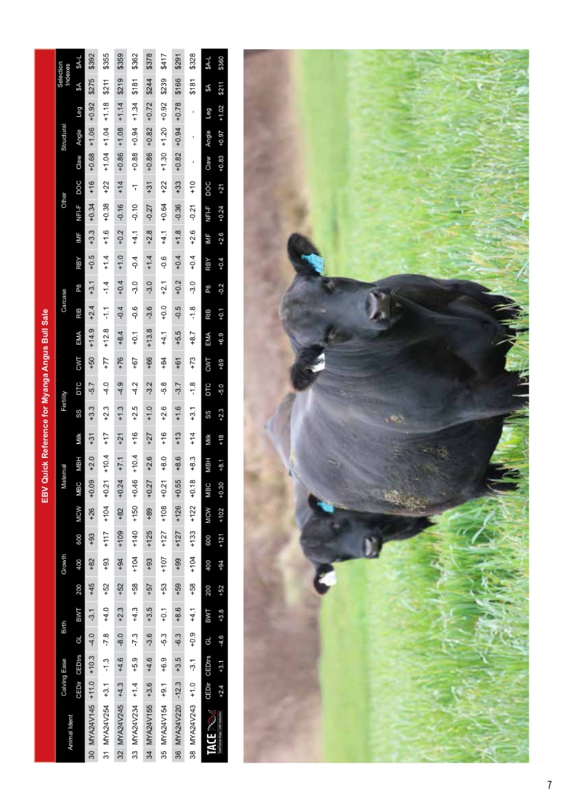 MyangaAngusBullSaleCatalogue_2026_20260717 — page 9