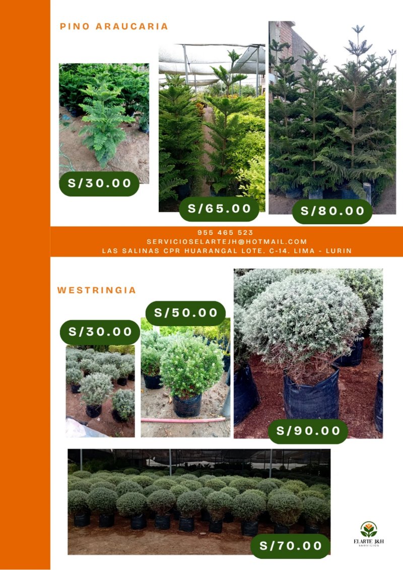 CATALOGO VIVERO ELARTE — page 13