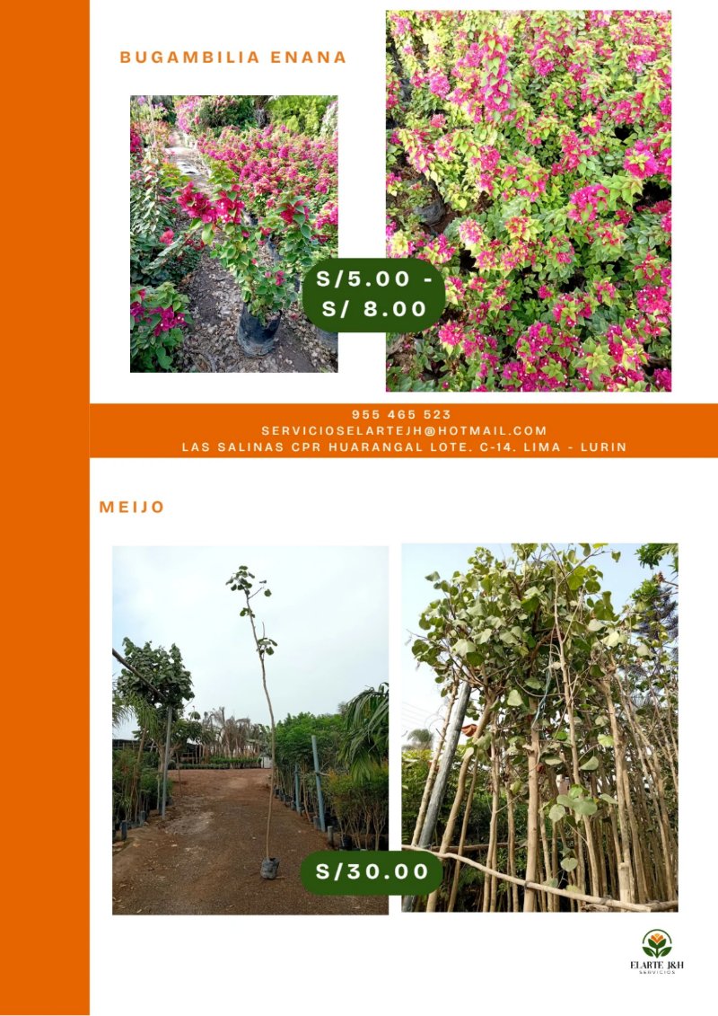 CATALOGO VIVERO ELARTE — page 16