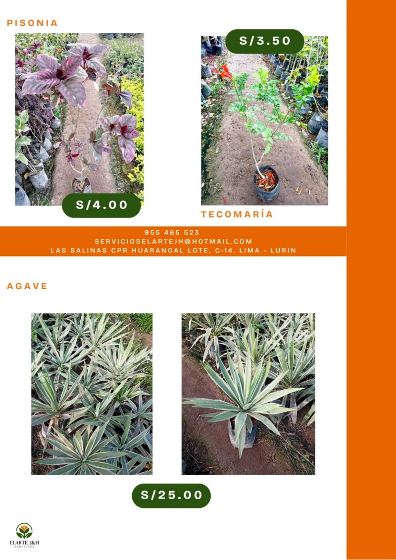 CATALOGO VIVERO ELARTE — page 18