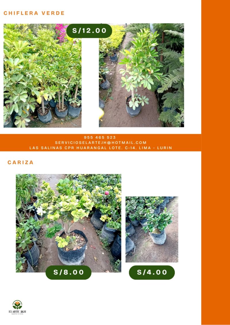 CATALOGO VIVERO ELARTE — page 20