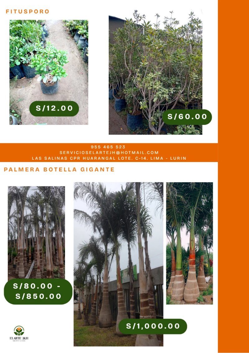 CATALOGO VIVERO ELARTE — page 24