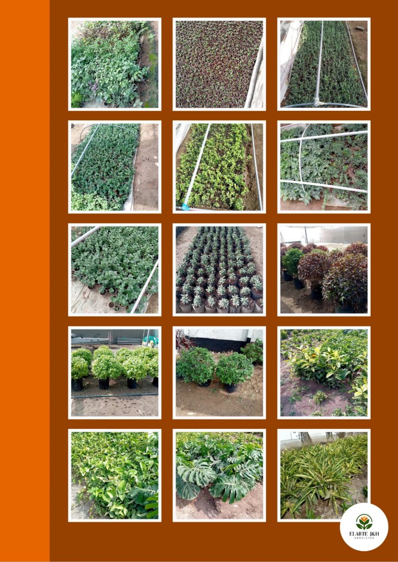 CATALOGO VIVERO ELARTE — page 26