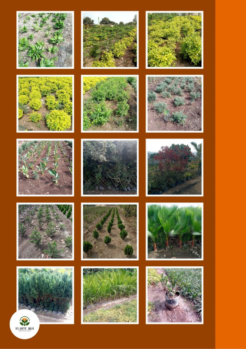 CATALOGO VIVERO ELARTE — page 27