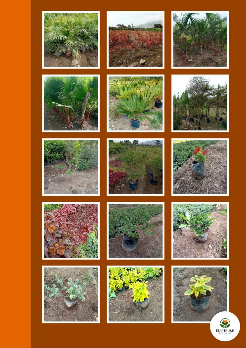 CATALOGO VIVERO ELARTE — page 28