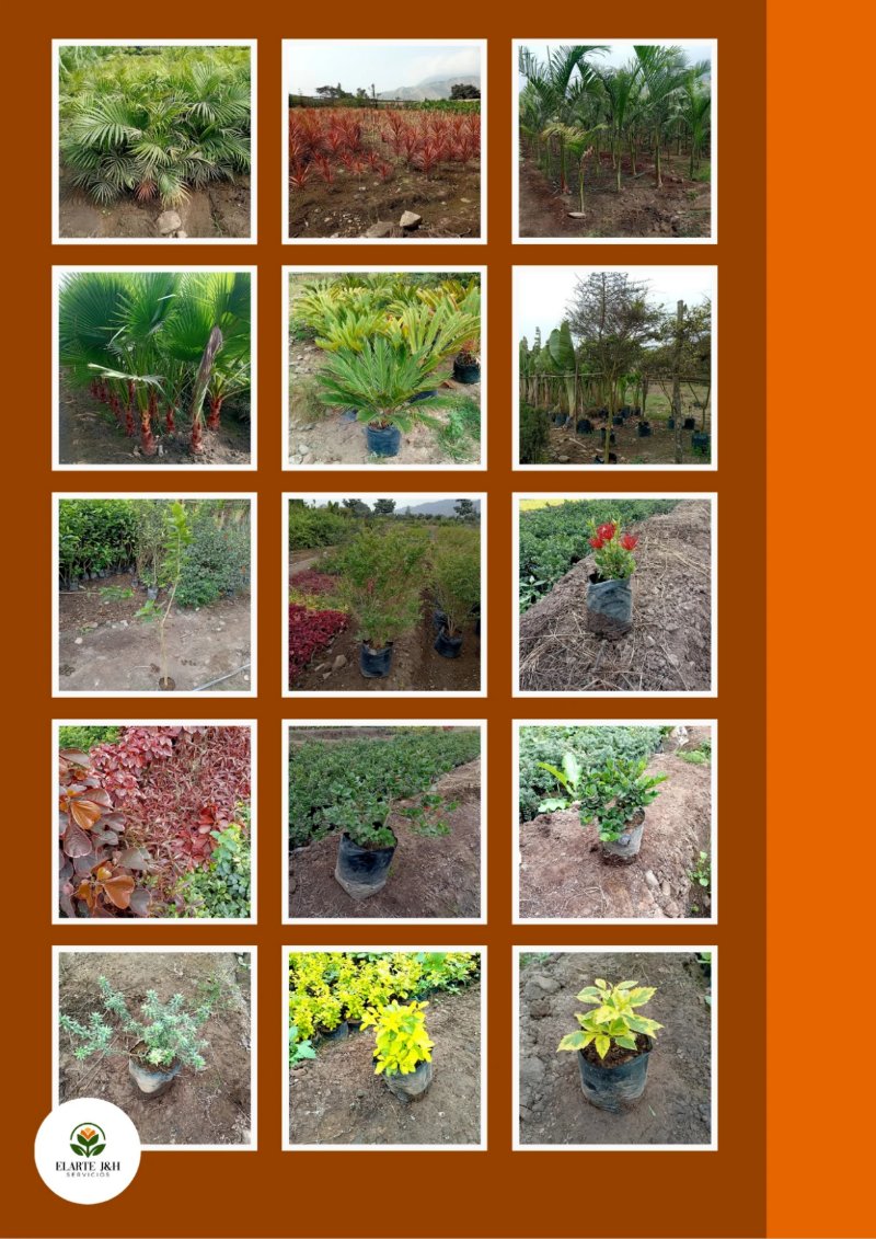 CATALOGO VIVERO ELARTE — page 29