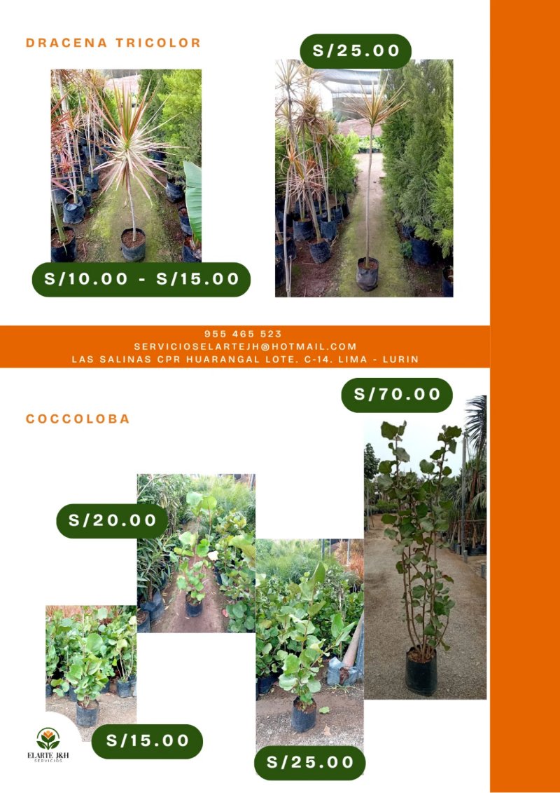 CATALOGO VIVERO ELARTE — page 4