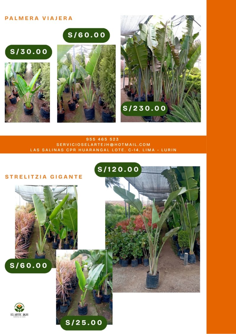 CATALOGO VIVERO ELARTE — page 6