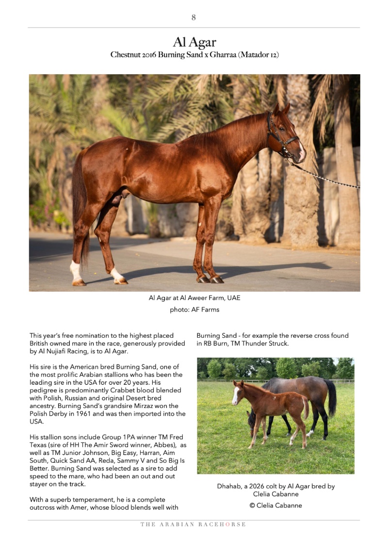 The Arabian Racehorse Spring 2026 — page 8