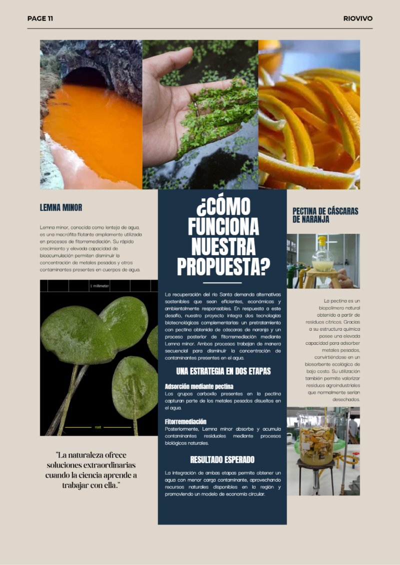 REVISTA_RSU — page 11