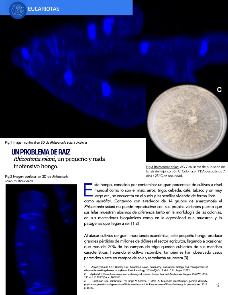 ¿Cómo funciona? Tipos de células — page 14