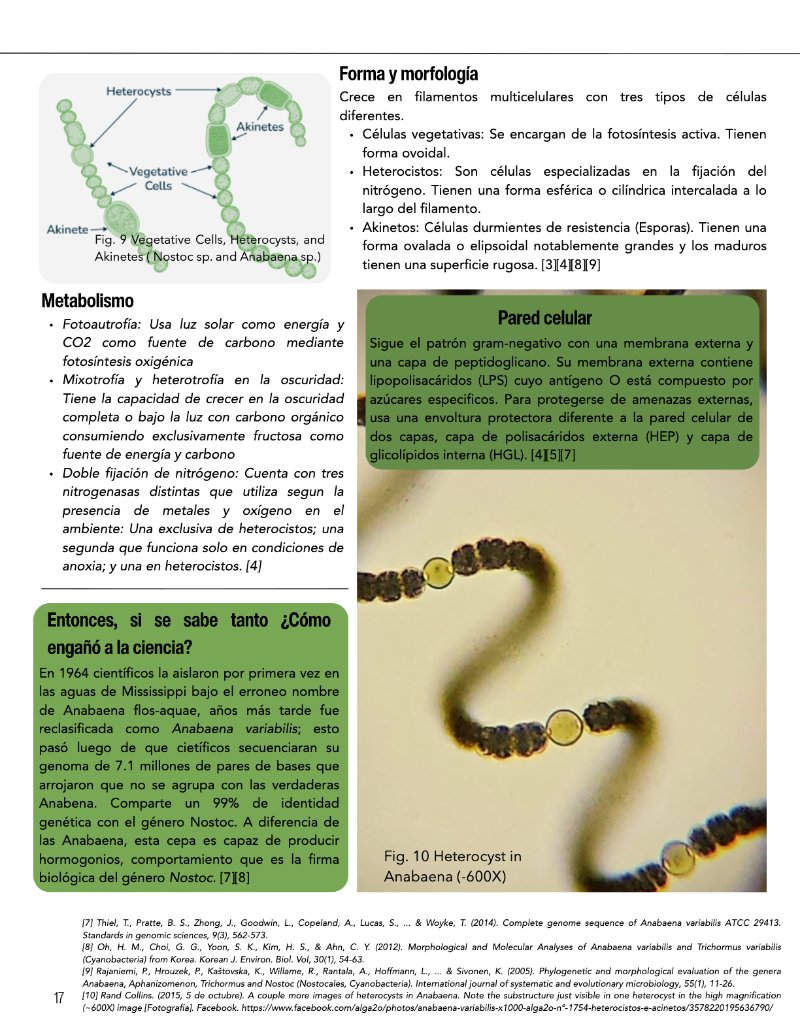 ¿Cómo funciona? Tipos de células — page 19