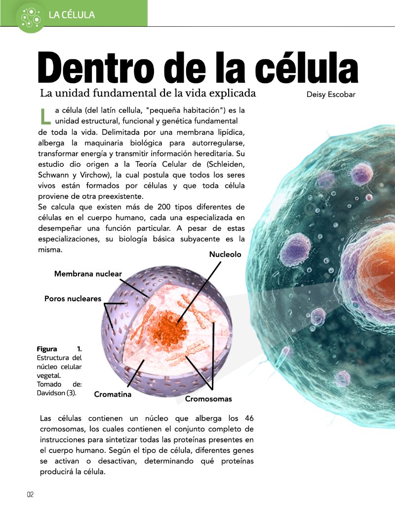 ¿Cómo funciona? Tipos de células — page 4