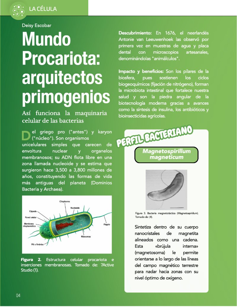 ¿Cómo funciona? Tipos de células — page 6