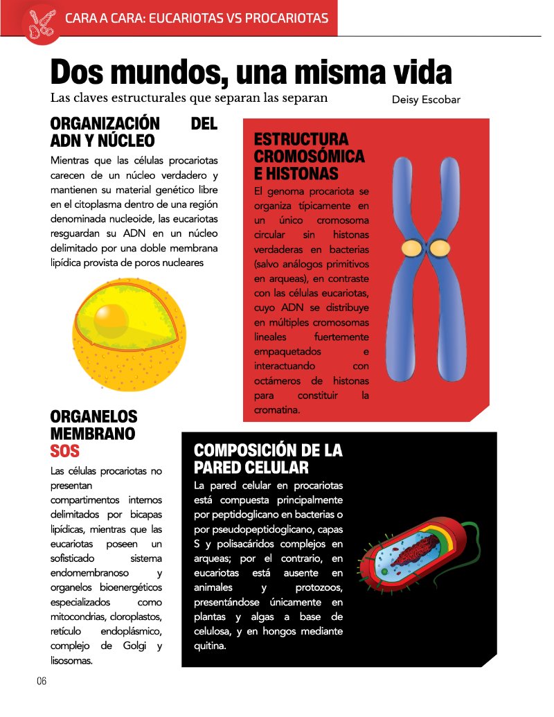 ¿Cómo funciona? Tipos de células — page 8
