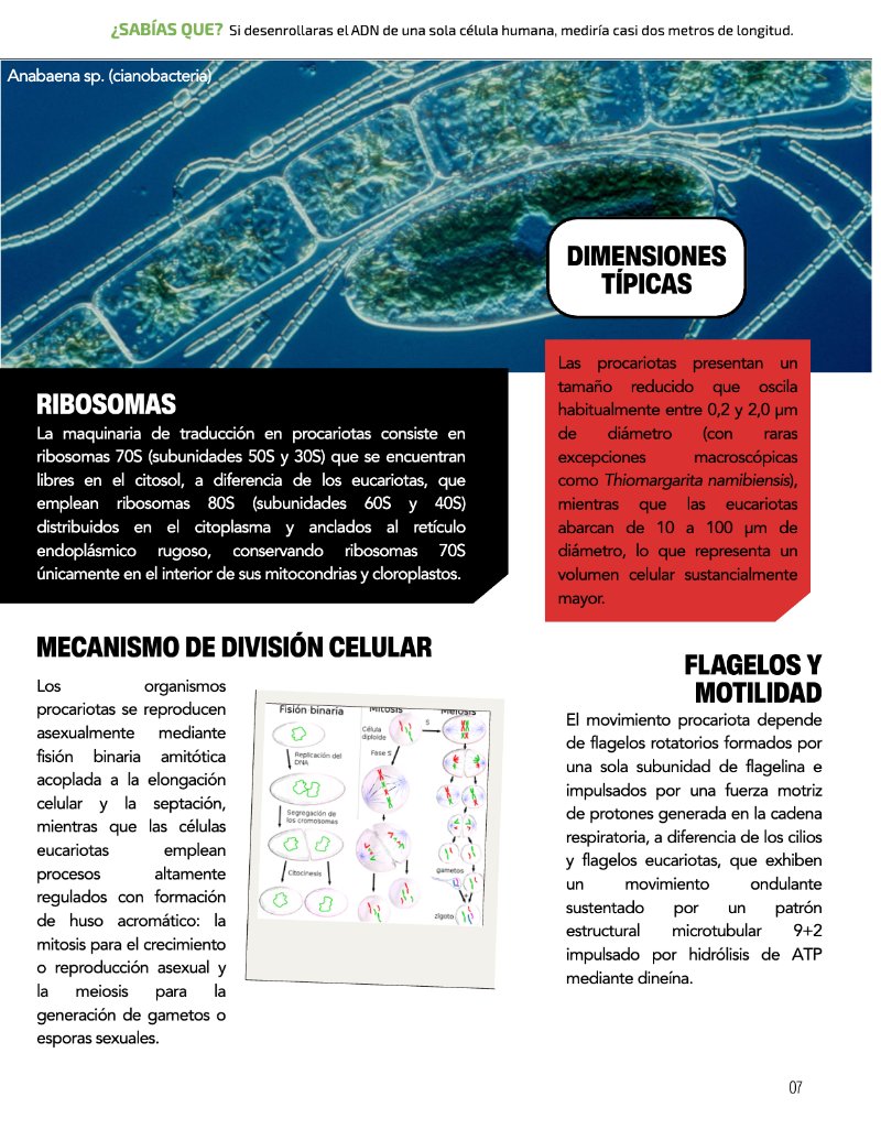 ¿Cómo funciona? Tipos de células — page 9