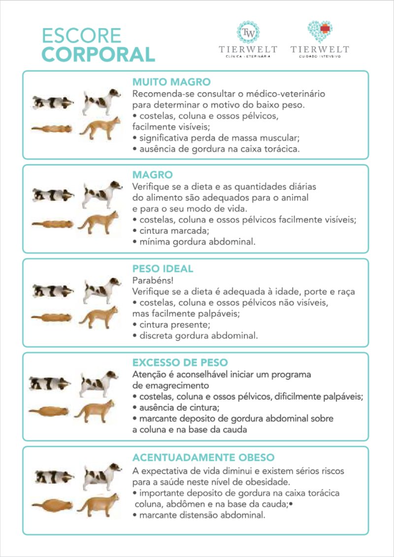 CADERNO DE VACINA - separado por pagina V2 — page 19