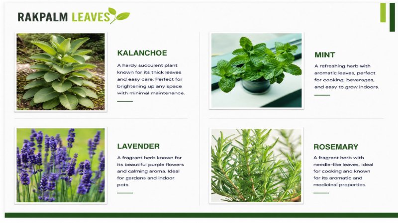 CATALOUGE OF AIR PURIFIER PLANTS — page 11