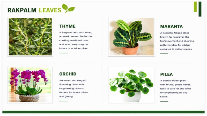 CATALOUGE OF AIR PURIFIER PLANTS — page 12