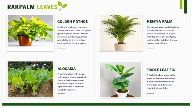 CATALOUGE OF AIR PURIFIER PLANTS — page 13