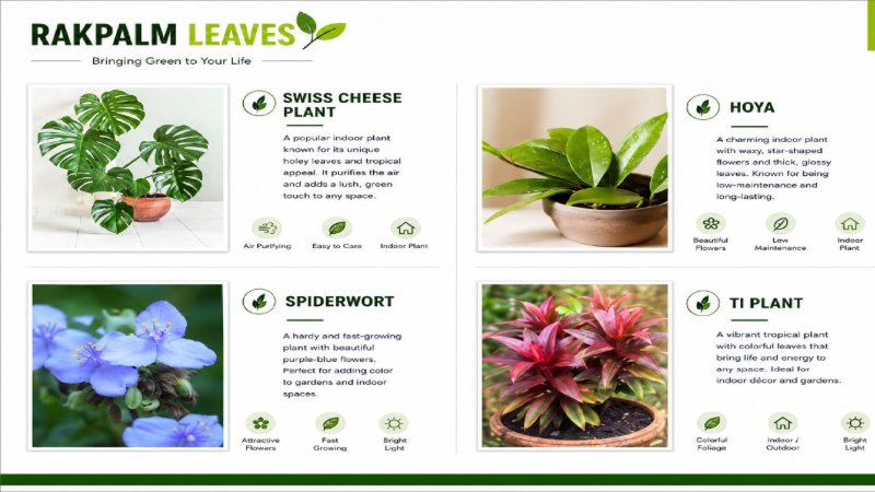 CATALOUGE OF AIR PURIFIER PLANTS — page 14