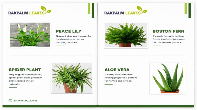 CATALOUGE OF AIR PURIFIER PLANTS — page 3