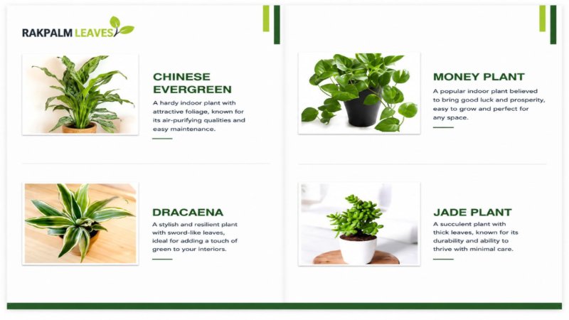 CATALOUGE OF AIR PURIFIER PLANTS — page 5