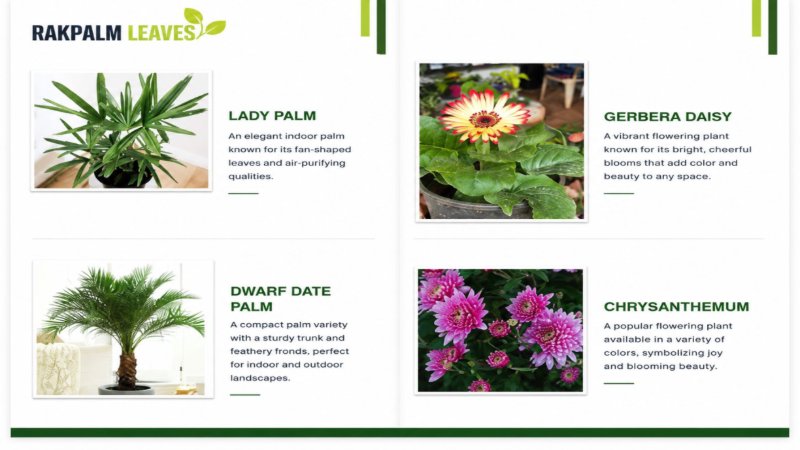 CATALOUGE OF AIR PURIFIER PLANTS — page 6