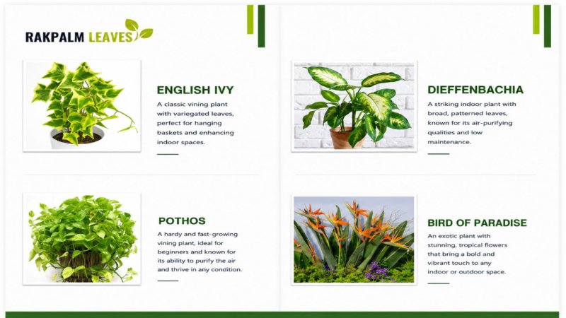 CATALOUGE OF AIR PURIFIER PLANTS — page 7
