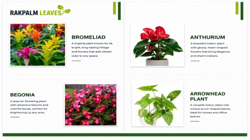 CATALOUGE OF AIR PURIFIER PLANTS — page 8