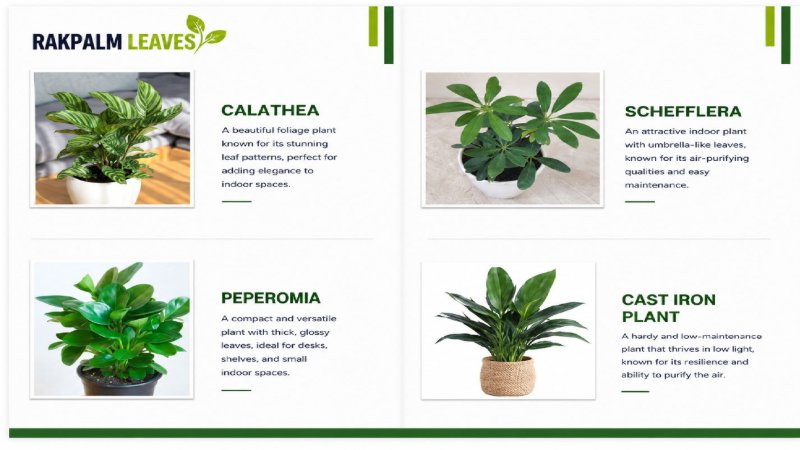CATALOUGE OF AIR PURIFIER PLANTS — page 9