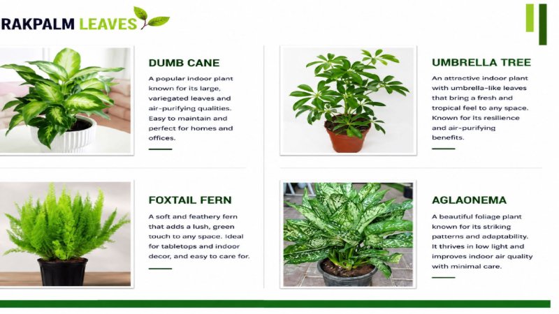 CATALOUGE OF AIR PURIFIER PLANTS — page 10