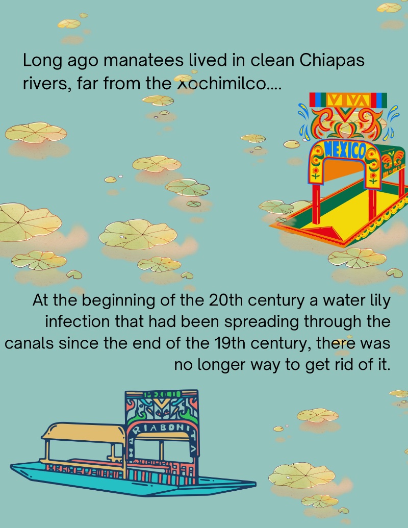 Manatees in Xochimilco — page 2