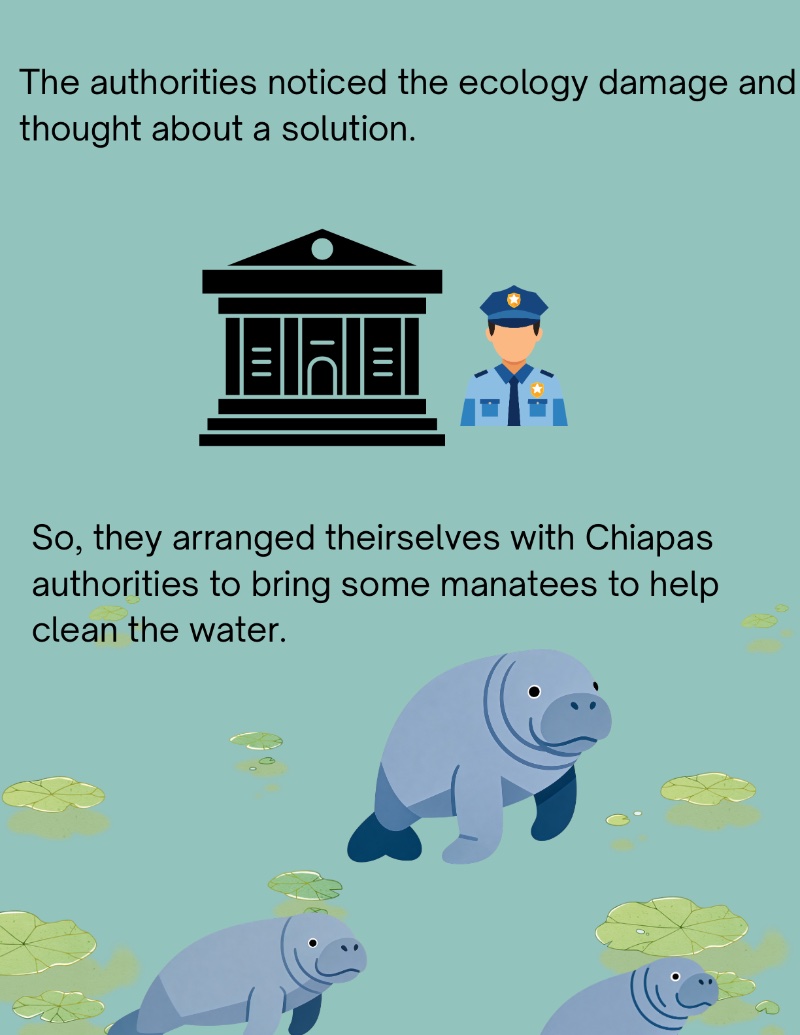 Manatees in Xochimilco — page 3