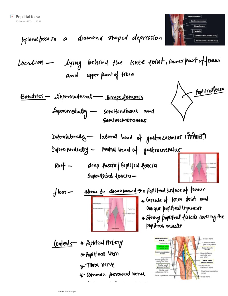 Poplitial fossa — page 1