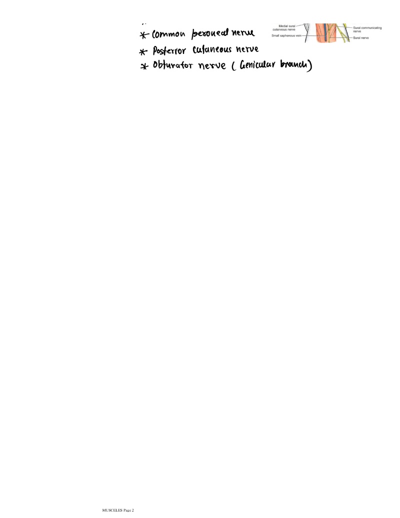 Poplitial fossa — page 2