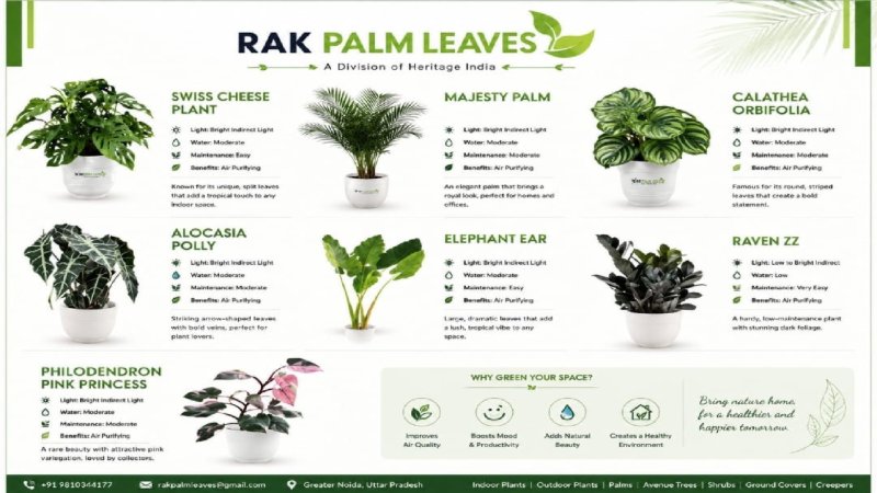 CATALOUGE OF INDOR PLANTS — page 2