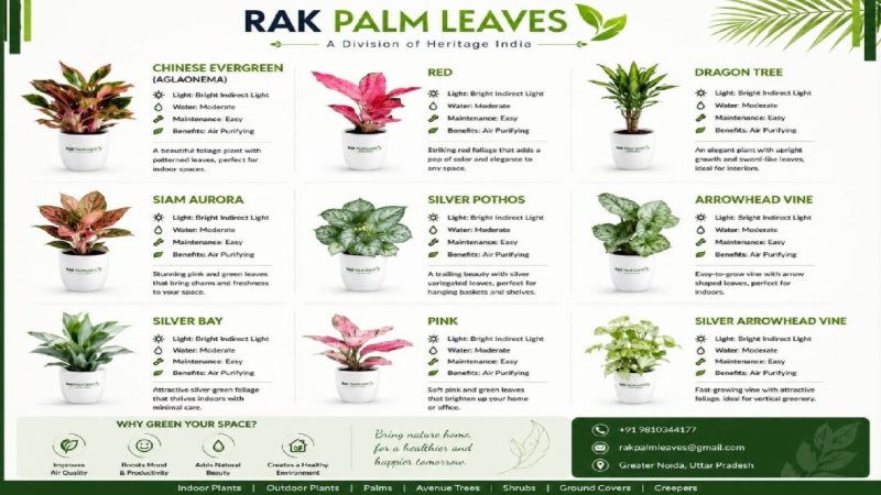 CATALOUGE OF INDOR PLANTS — page 3