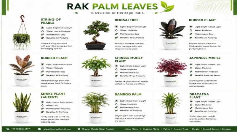 CATALOUGE OF INDOR PLANTS — page 4