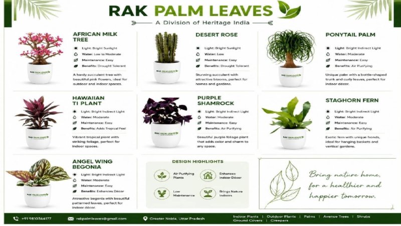 CATALOUGE OF INDOR PLANTS — page 5
