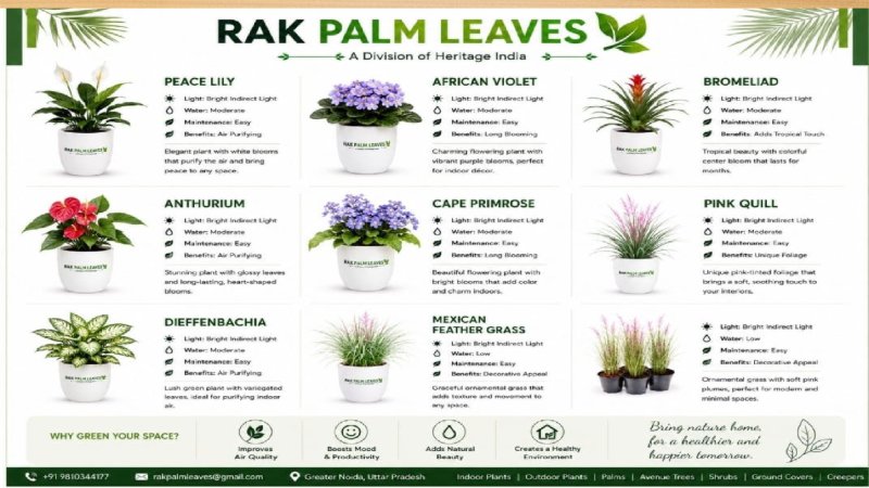 CATALOUGE OF INDOR PLANTS — page 6