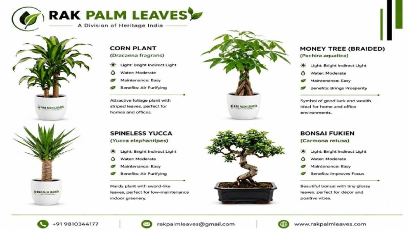 CATALOUGE OF INDOR PLANTS — page 7