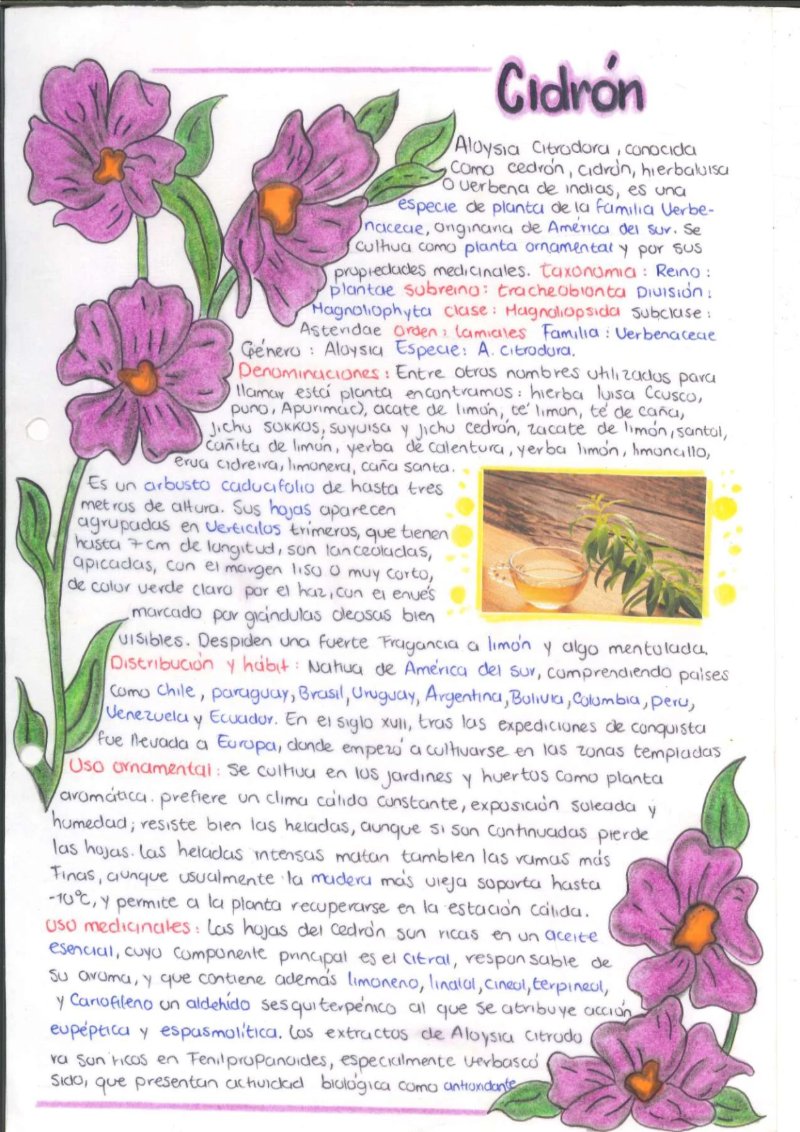 Quimica de los saberes ancestrales de mi Putumayo — page 17