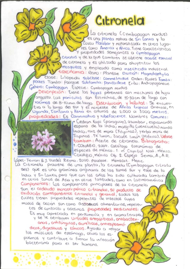 Quimica de los saberes ancestrales de mi Putumayo — page 19