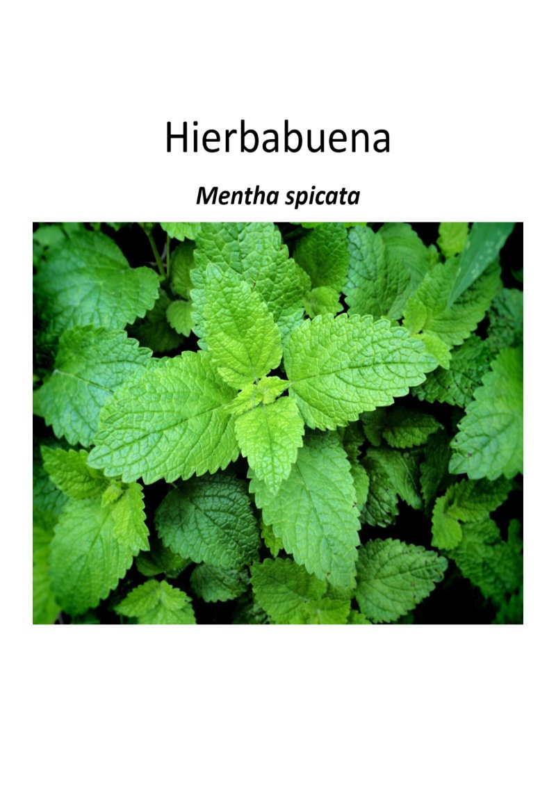Quimica de los saberes ancestrales de mi Putumayo — page 20