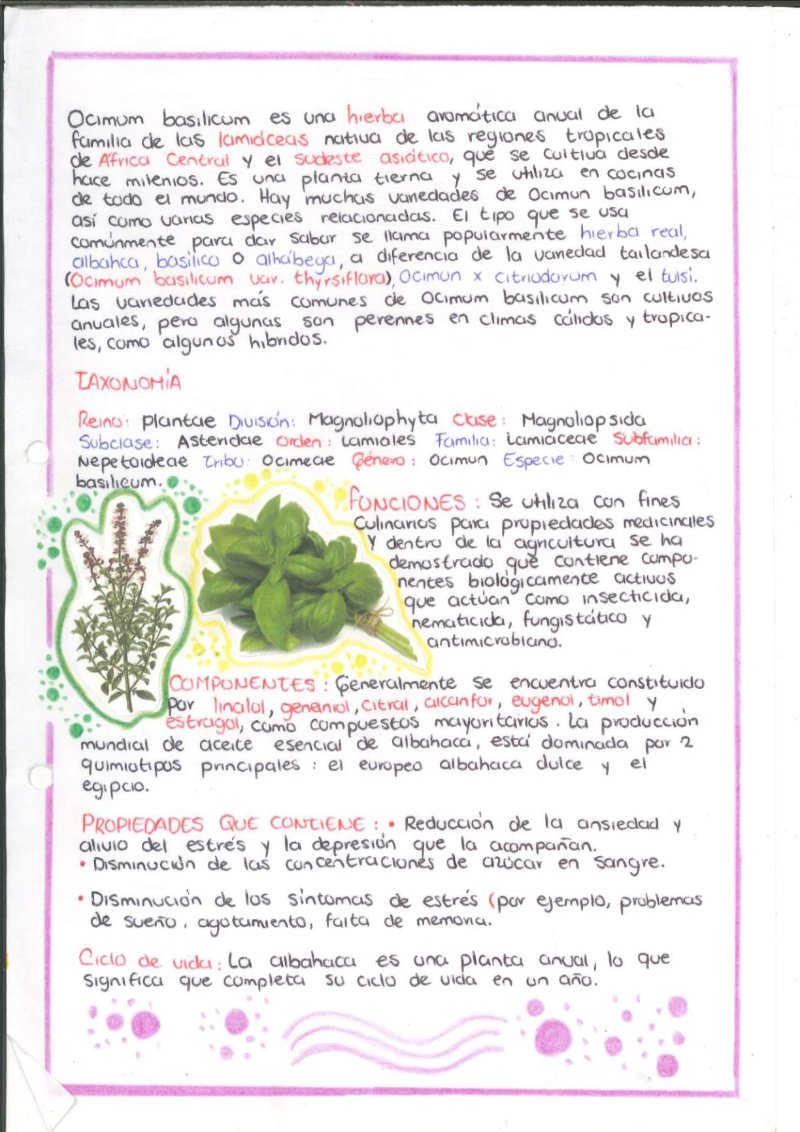 Quimica de los saberes ancestrales de mi Putumayo — page 4