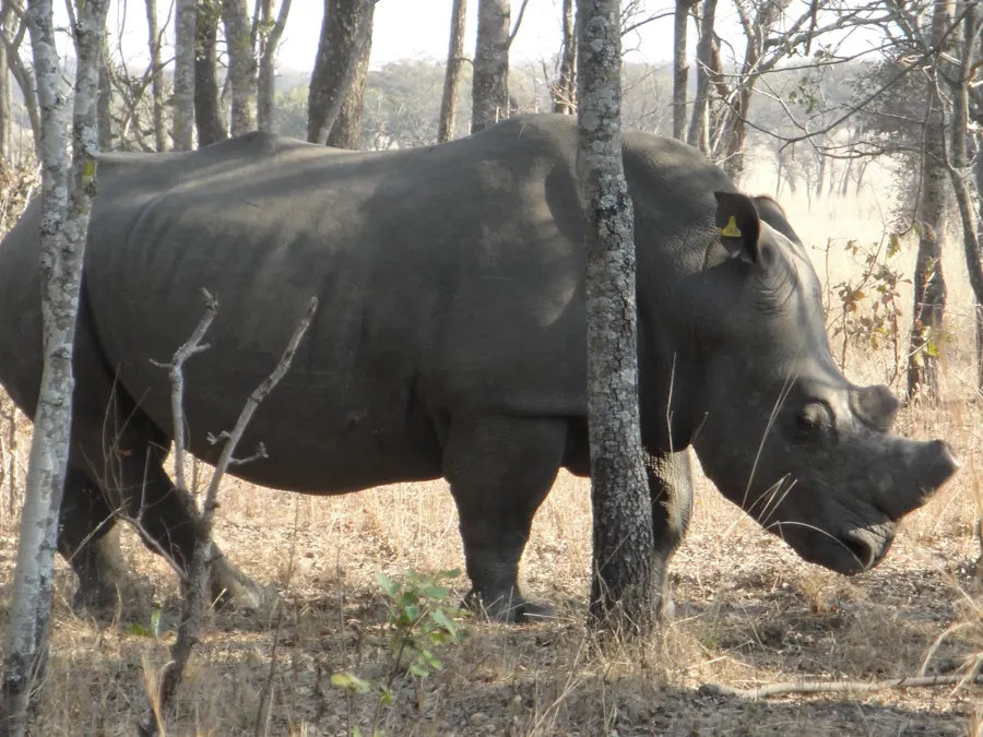Lake Chivero Game Park & Rhino Drive