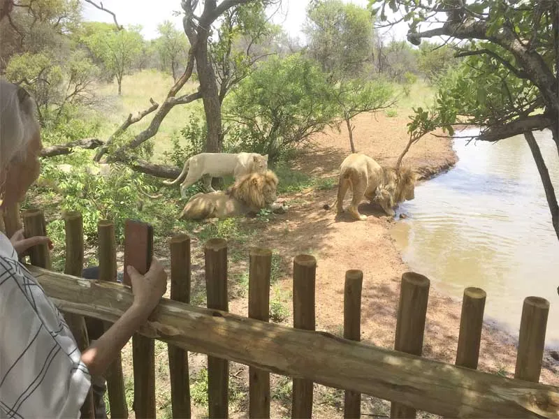 Lion Walk Experience