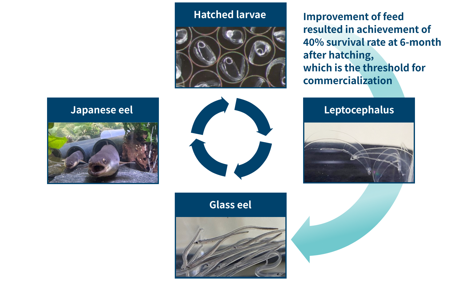 Development of Artificial Seed Production for Glass Eels